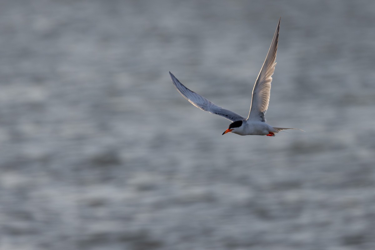 Forster's Tern - ML620768793