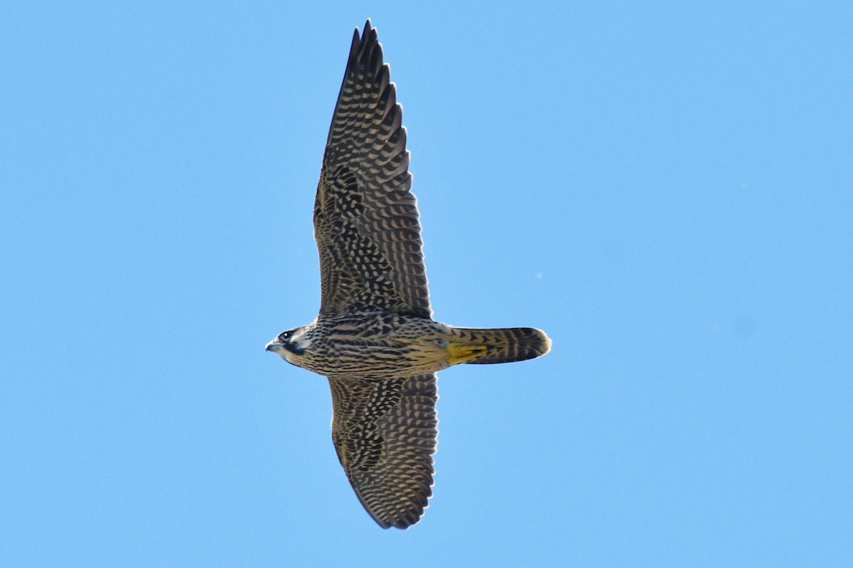 Peregrine Falcon - ML620768813