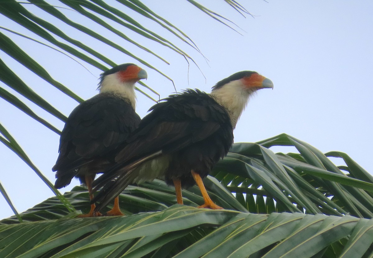 Crested Caracara - ML620768814