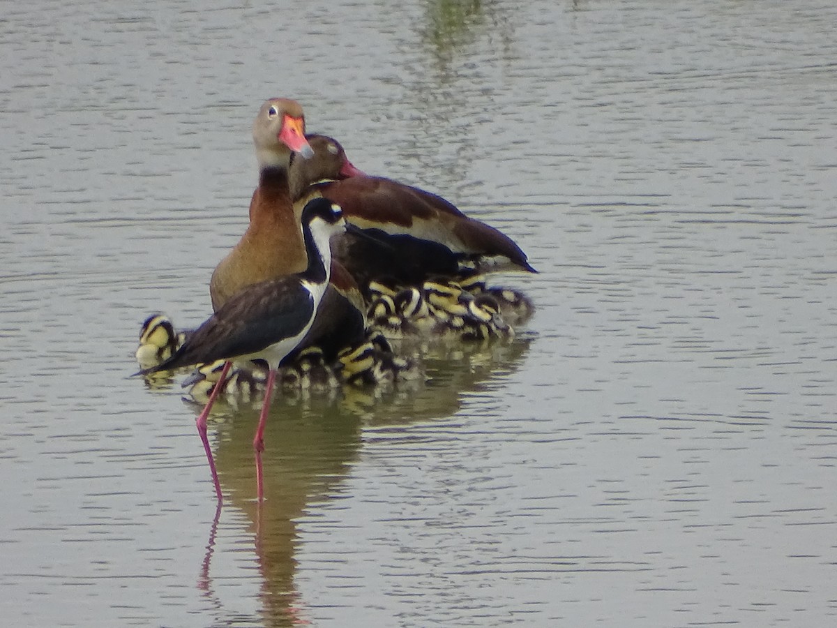 Black-bellied Whistling-Duck - ML620768815