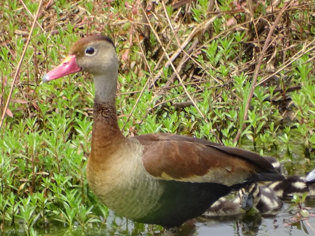 Black-bellied Whistling-Duck - ML620768817