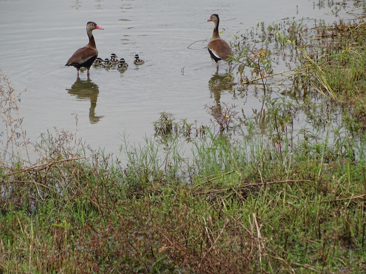 Black-bellied Whistling-Duck - ML620768818