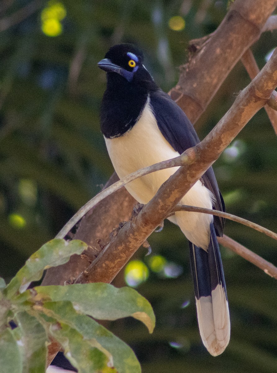 Plush-crested Jay - ML620768821