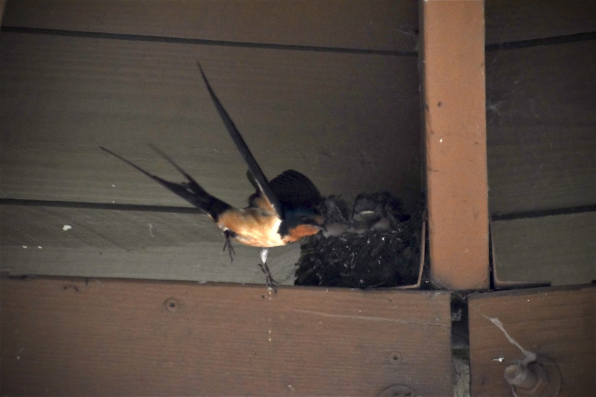 Barn Swallow - ML620768822