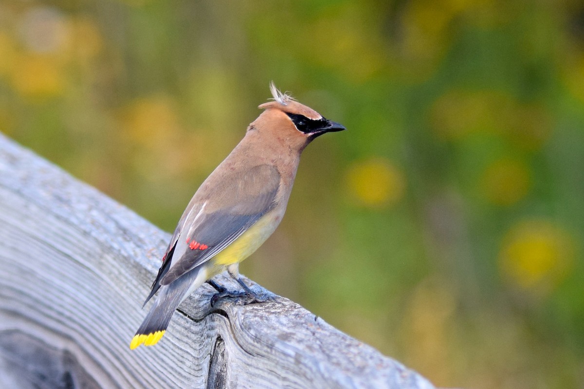 Cedar Waxwing - ML620768823