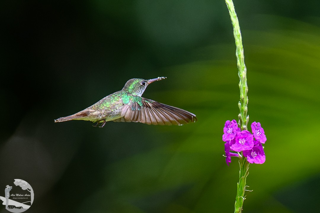 White-bellied Emerald - ML620768824