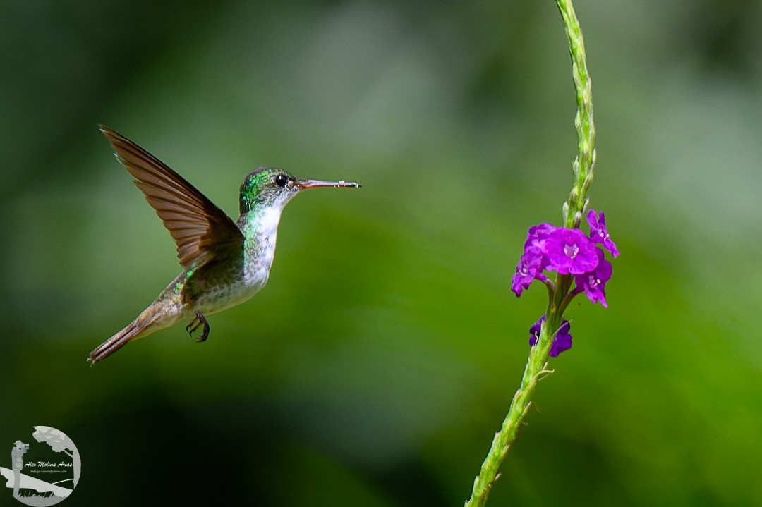 White-bellied Emerald - ML620768825