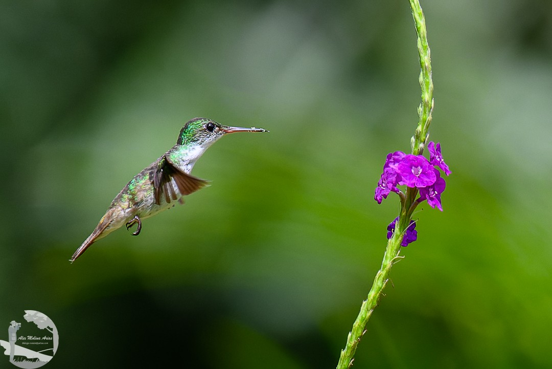 White-bellied Emerald - ML620768826