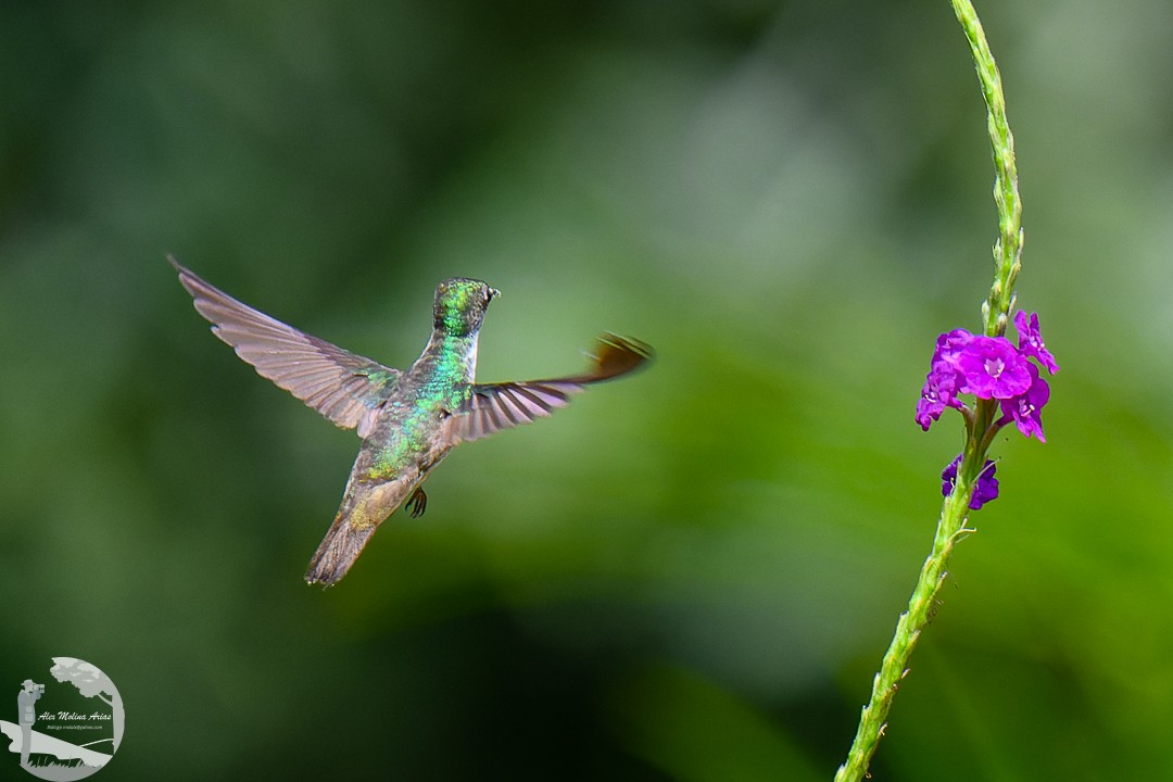 White-bellied Emerald - ML620768828