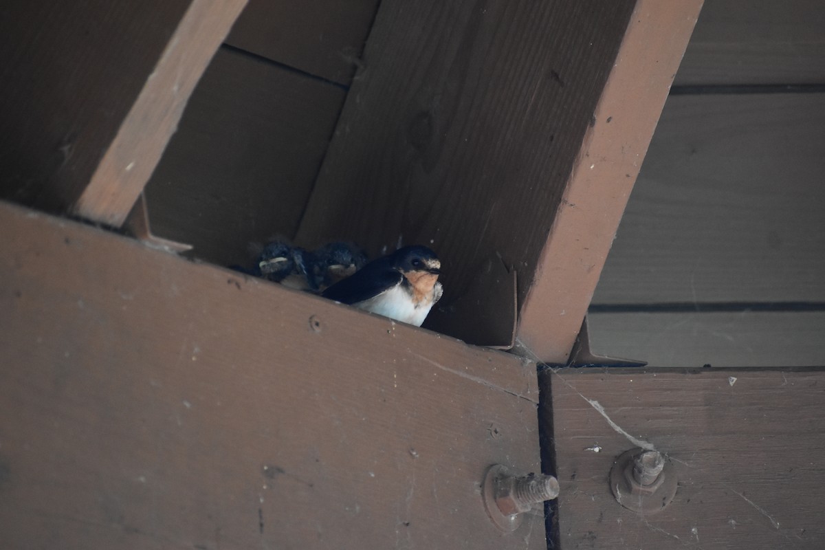 Barn Swallow - ML620768829