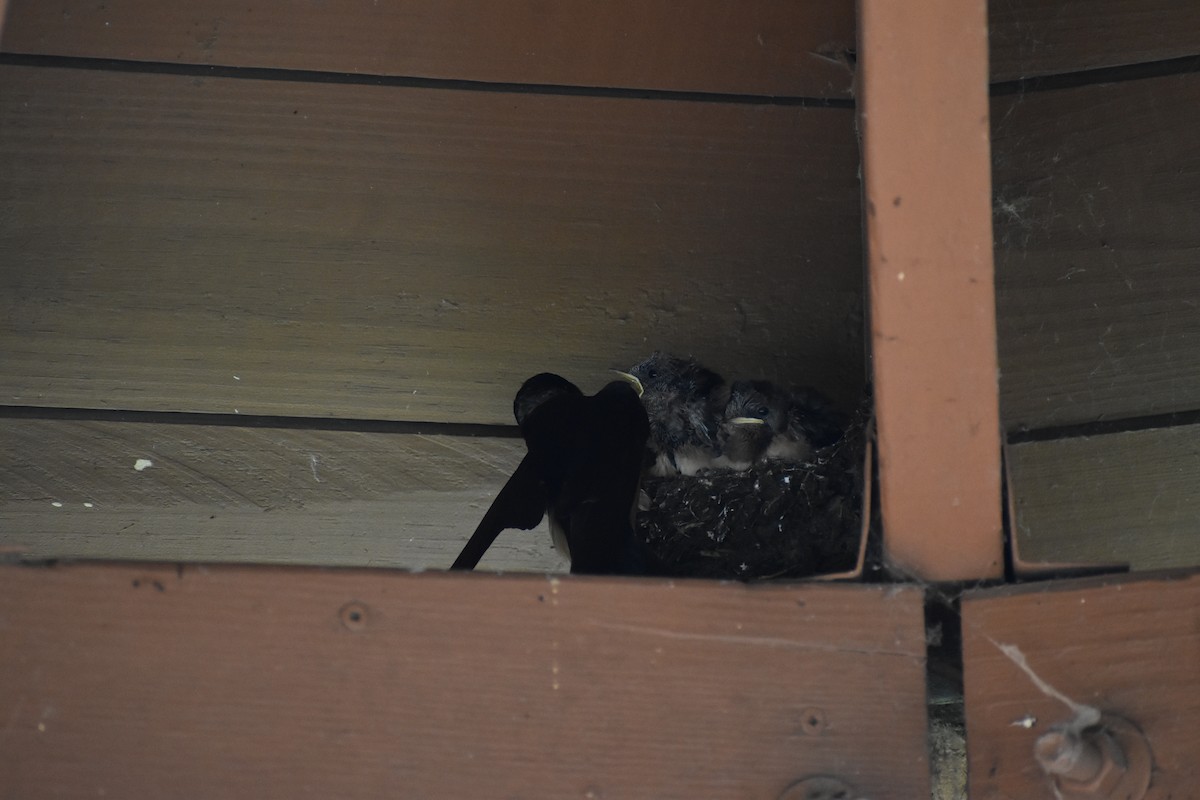 Barn Swallow - ML620768833