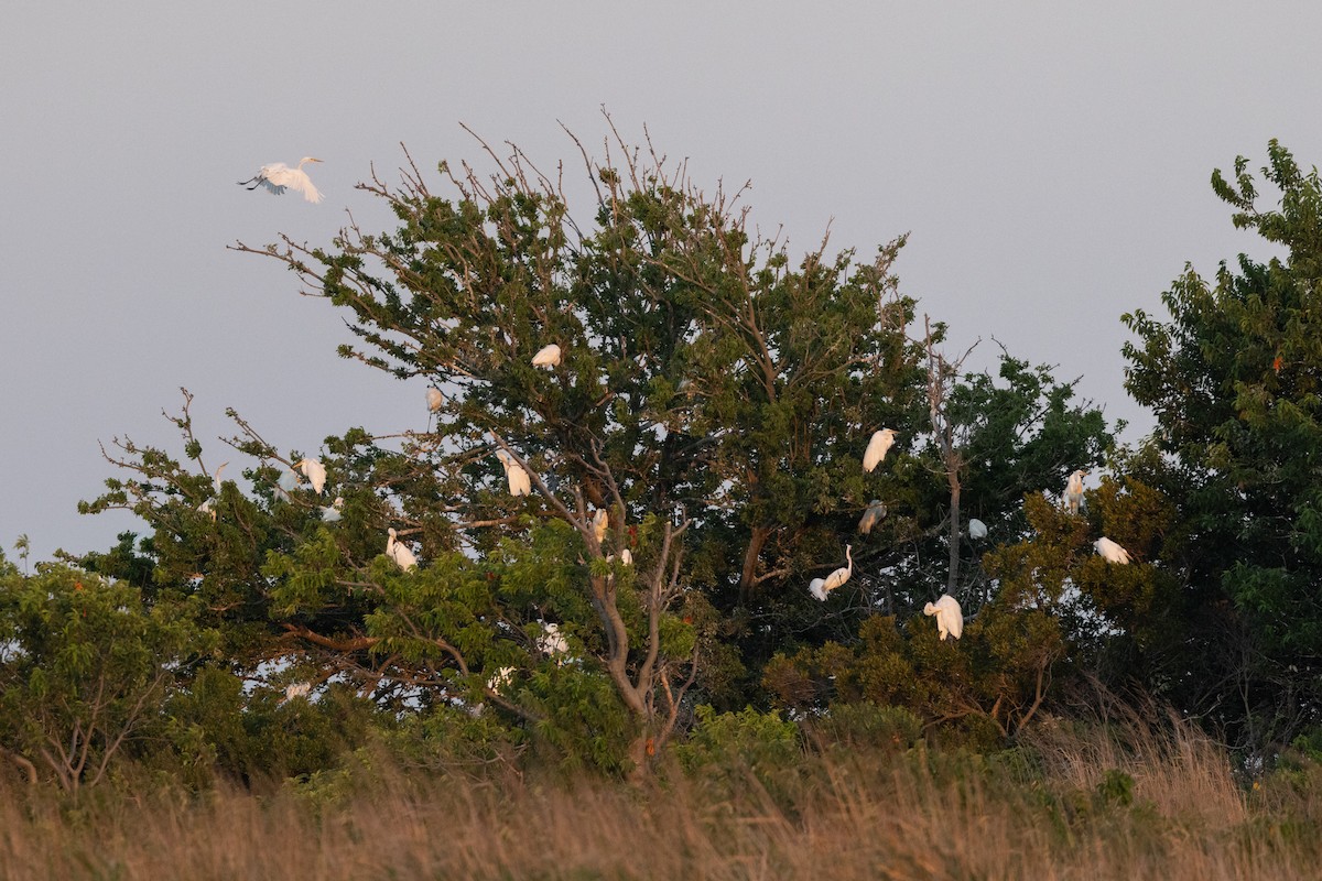 Great Egret - ML620768836