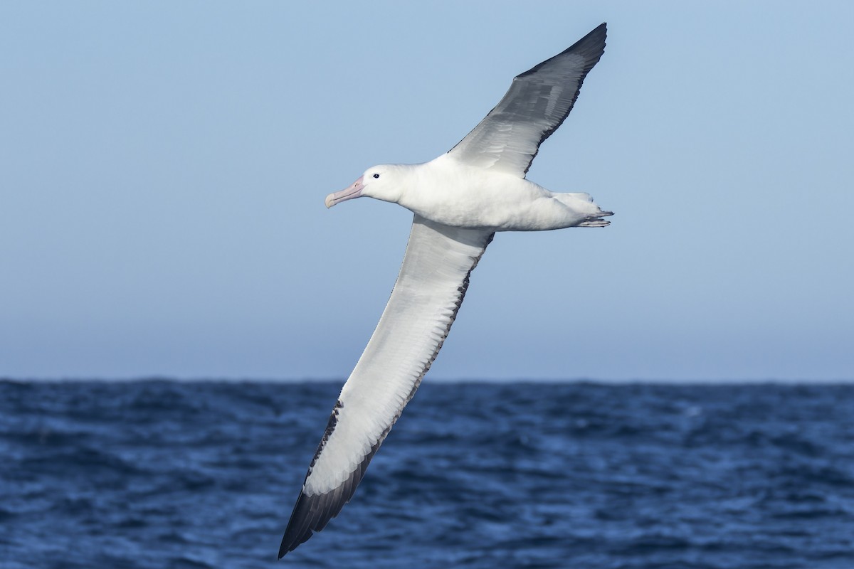 Northern Royal Albatross - ML620768839