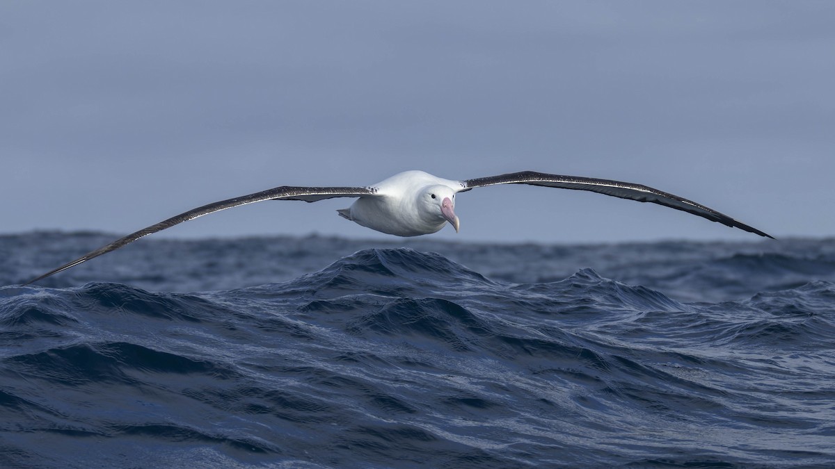 Northern Royal Albatross - ML620768840