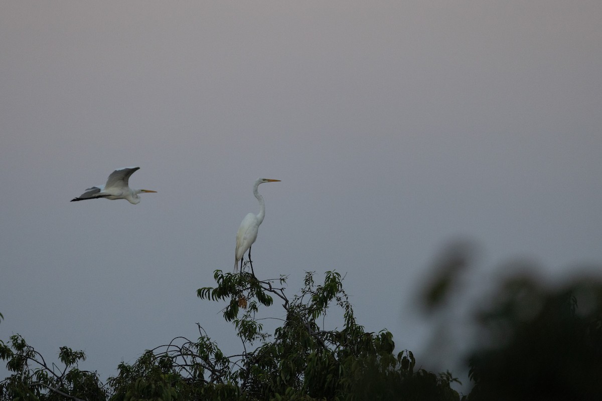 Great Egret - ML620768841