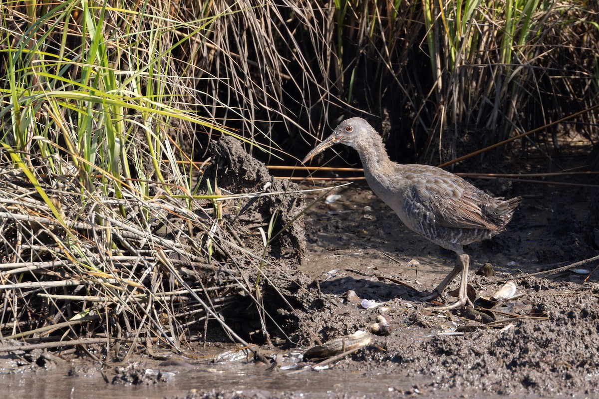 Clapper Rail - ML620768845