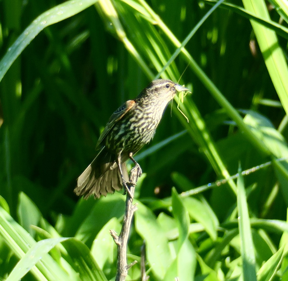 Red-winged Blackbird - ML620768849