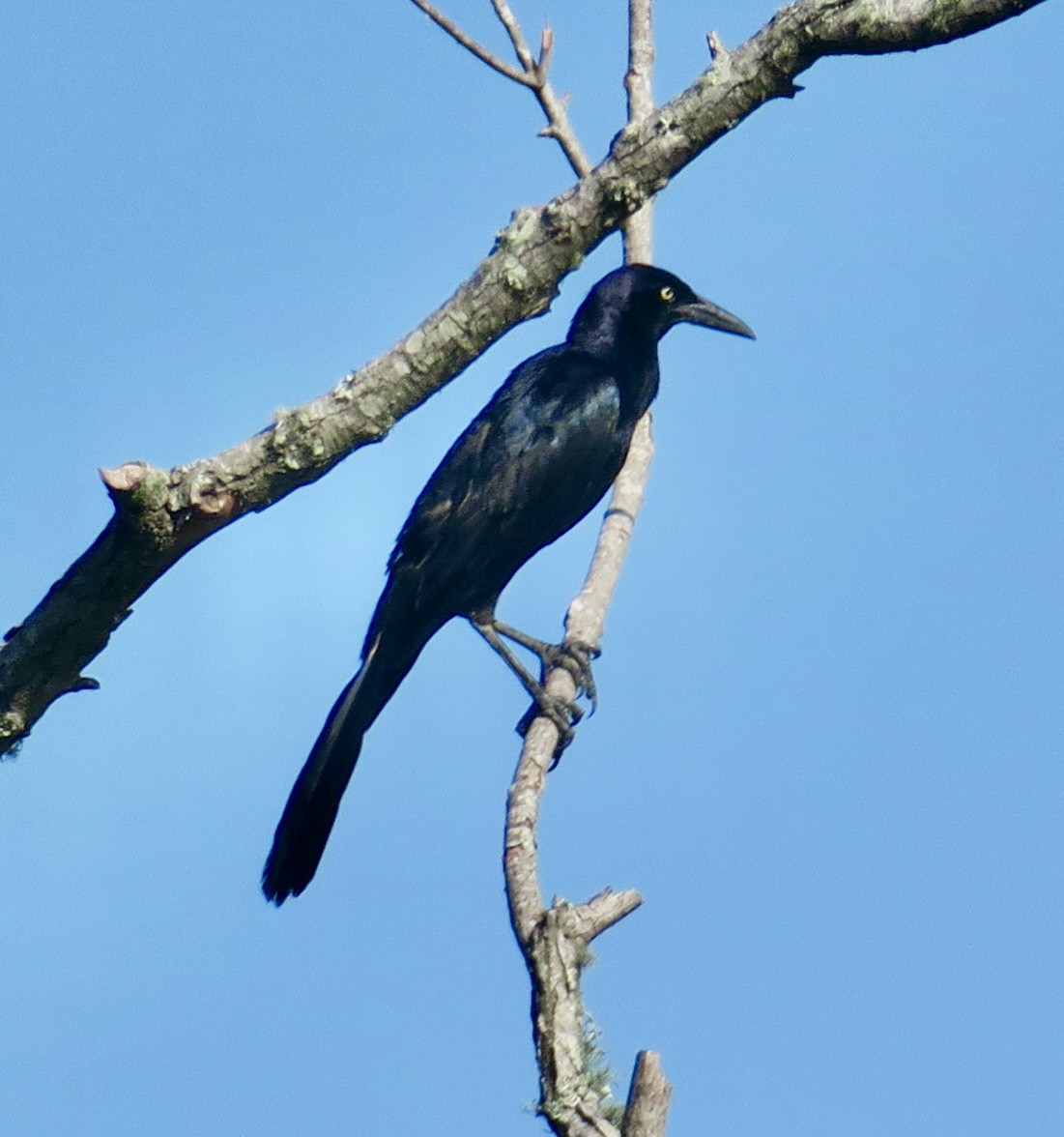 Great-tailed Grackle - ML620768853