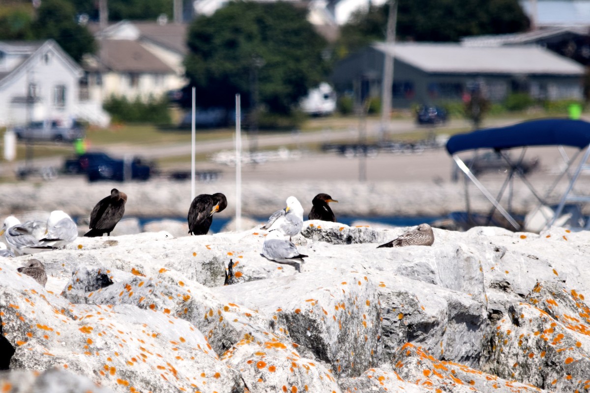 Herring Gull - ML620768855