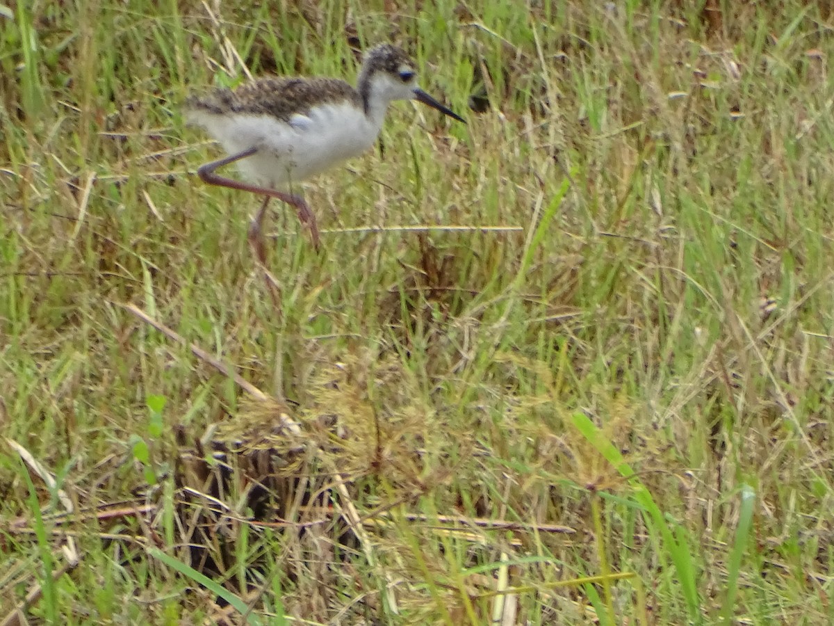 Black-necked Stilt - ML620768858