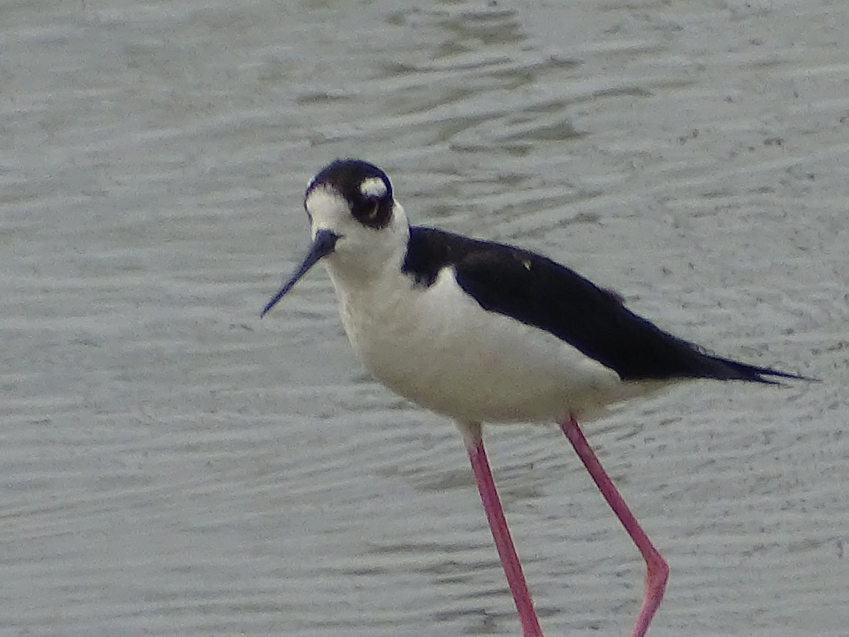 Black-necked Stilt - ML620768859