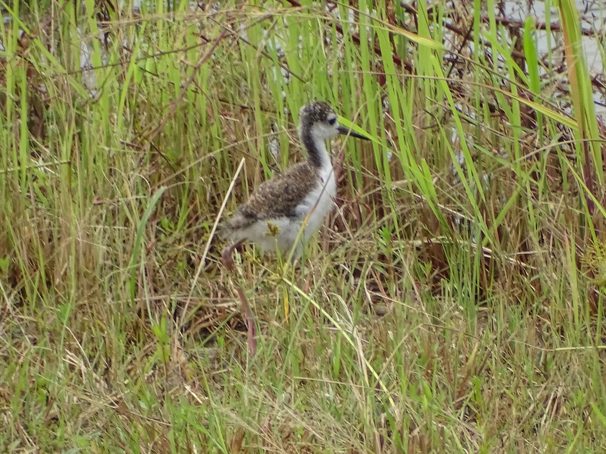 Black-necked Stilt - ML620768860