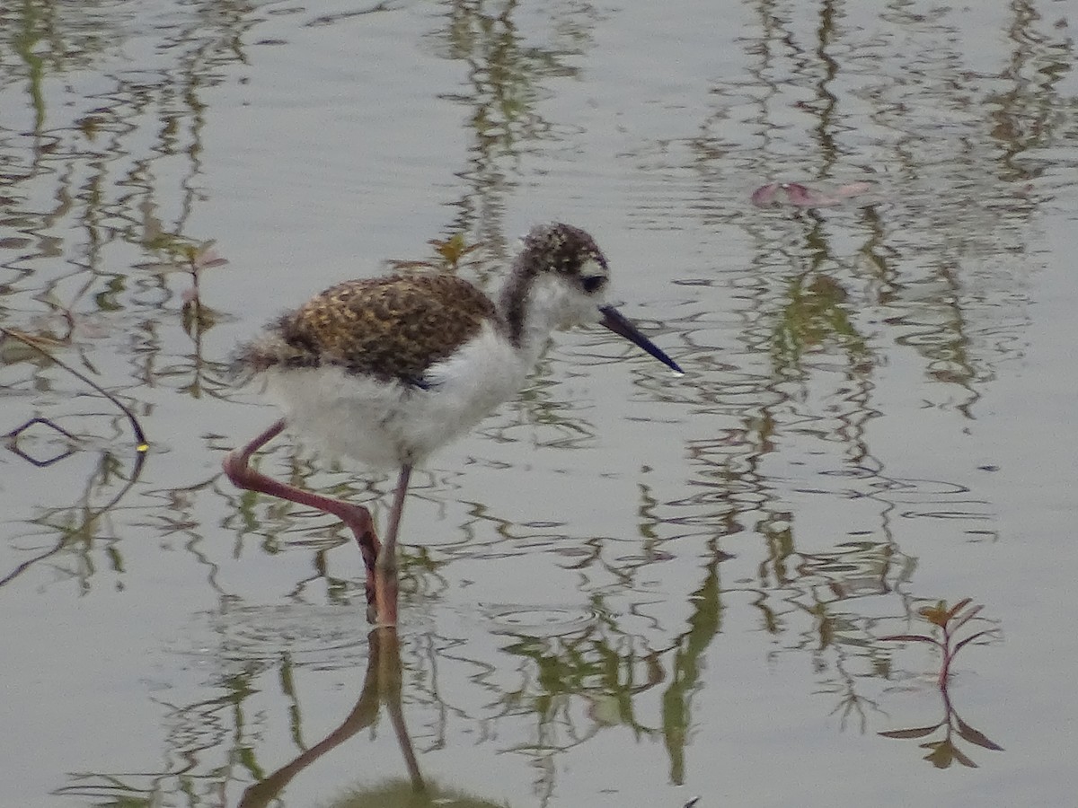 Black-necked Stilt - ML620768861