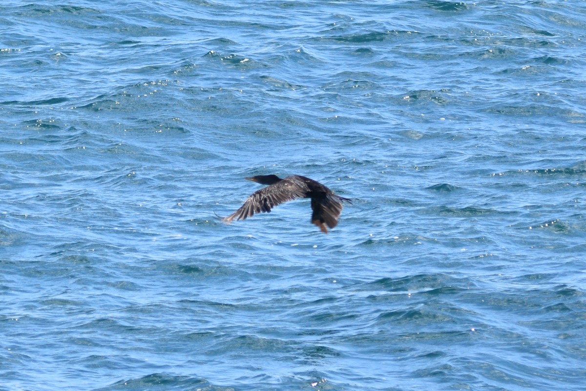 Double-crested Cormorant - ML620768863