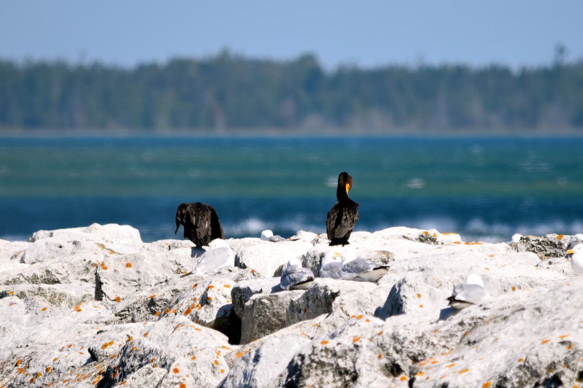 Double-crested Cormorant - ML620768864