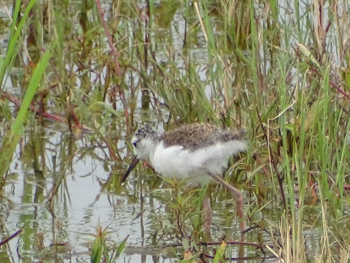 Black-necked Stilt - ML620768865