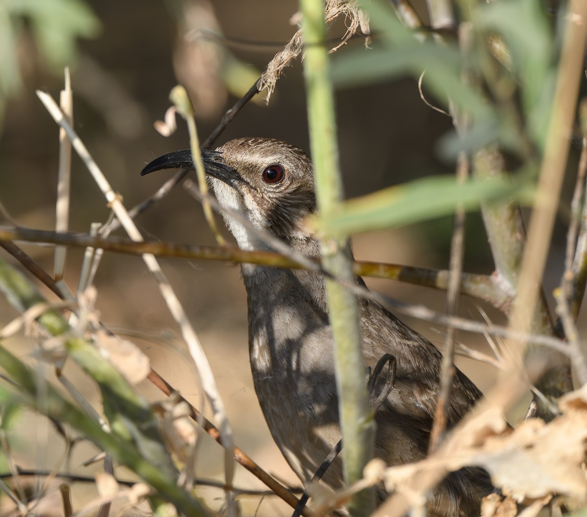 California Thrasher - ML620768867