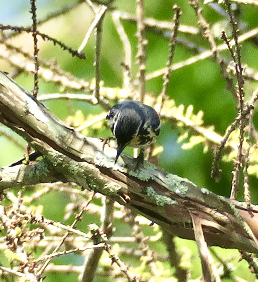 Yellow-throated Warbler - ML620768868