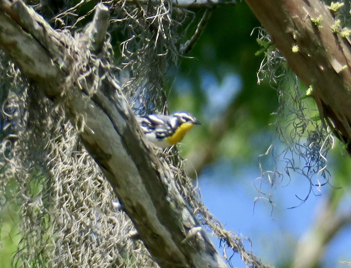 Yellow-throated Warbler - ML620768869