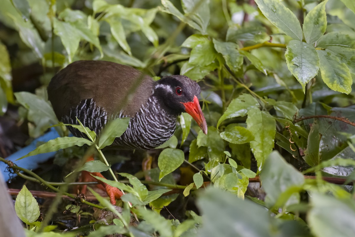 Okinawa Rail - u7 Liao