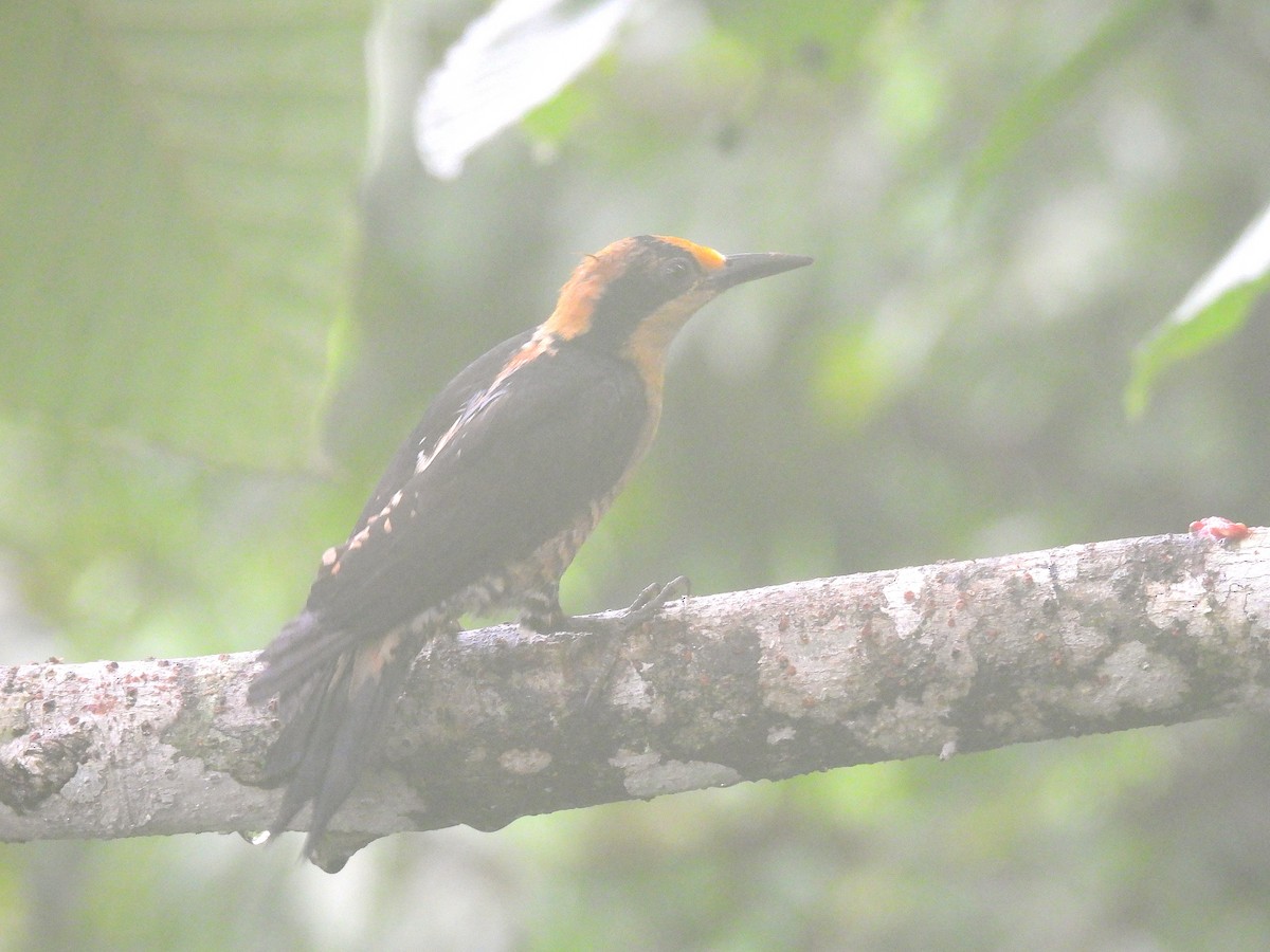 Golden-naped Woodpecker - ML620768875