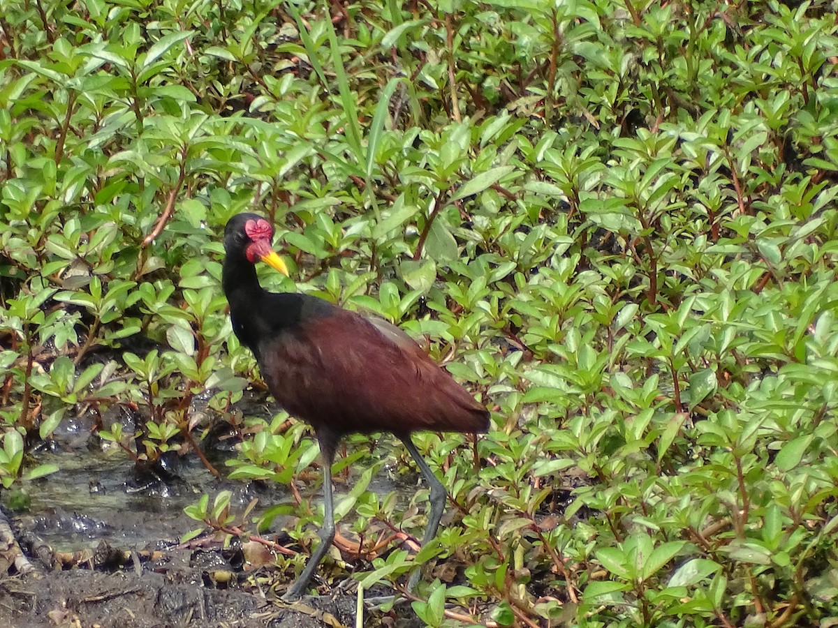 Wattled Jacana - LUIS CARLOS LUGO QUESADA