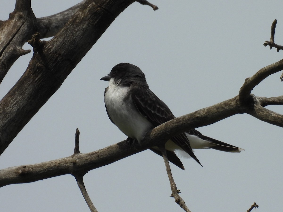 Eastern Kingbird - ML620768879