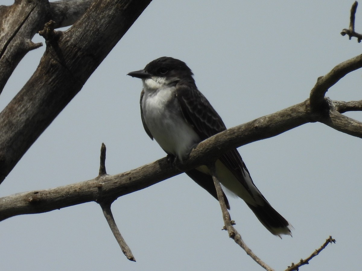 Eastern Kingbird - ML620768880