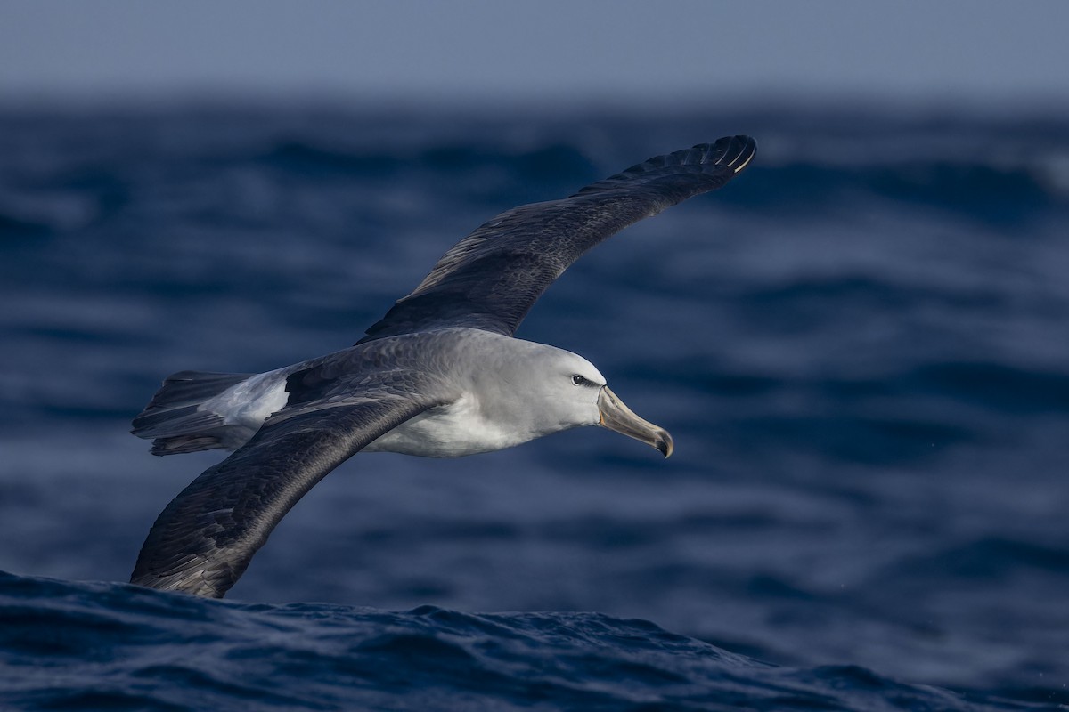 Salvin's Albatross - ML620768885