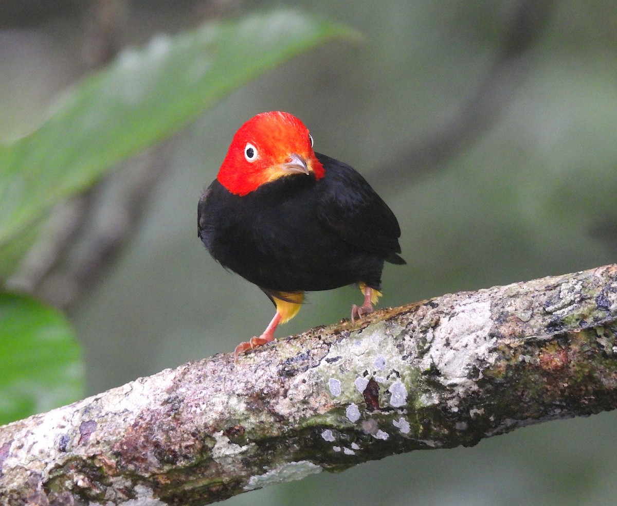 Red-capped Manakin - ML620768886