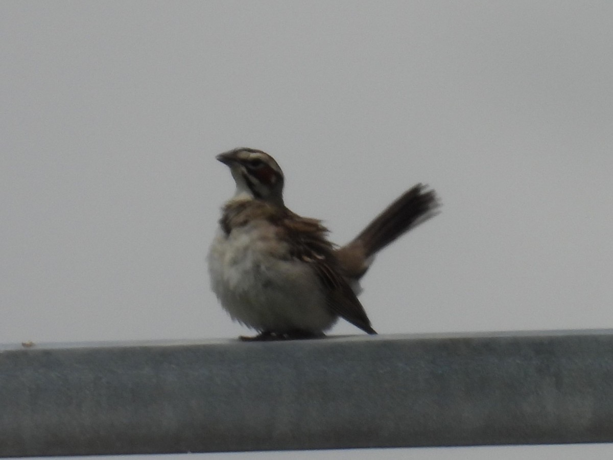 Lark Sparrow - ML620768887