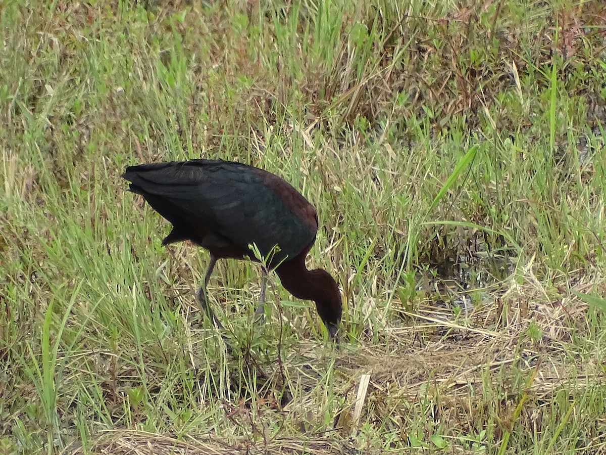 Glossy Ibis - ML620768890