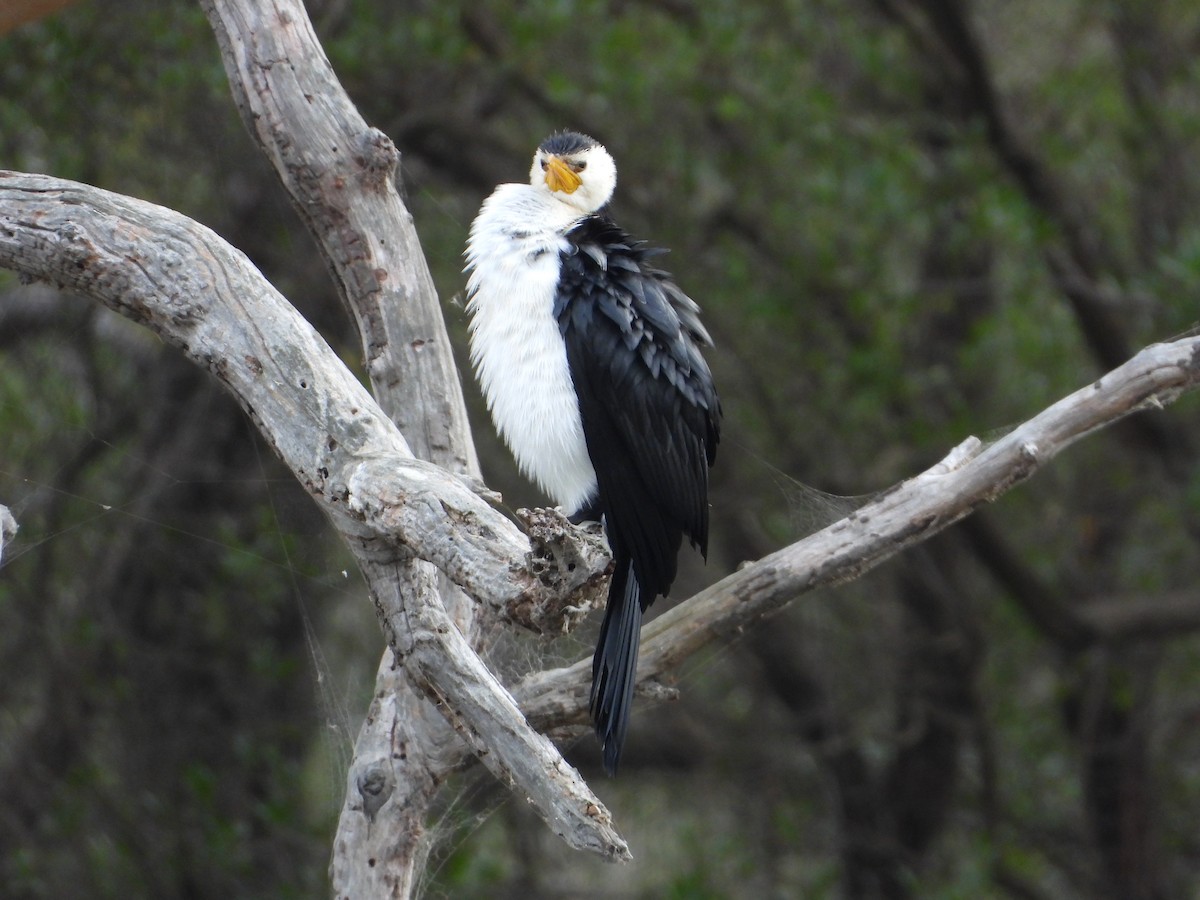 Little Pied Cormorant - ML620768893