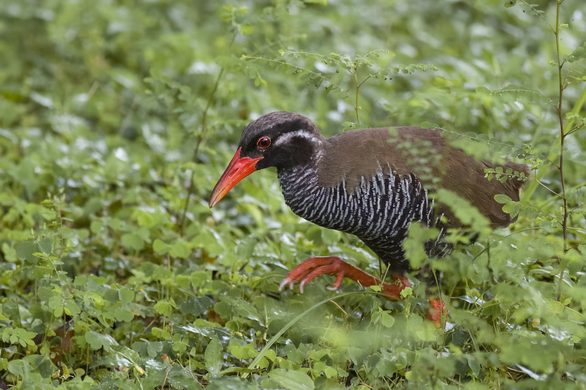 Okinawa Rail - ML620768894