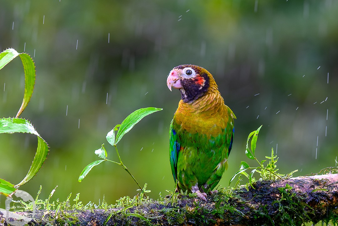 Brown-hooded Parrot - ML620768895