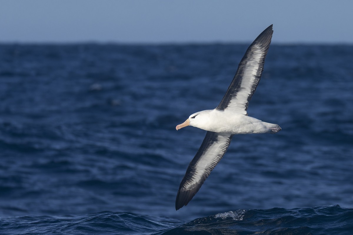 Albatros bekainduna (melanophris) - ML620768900