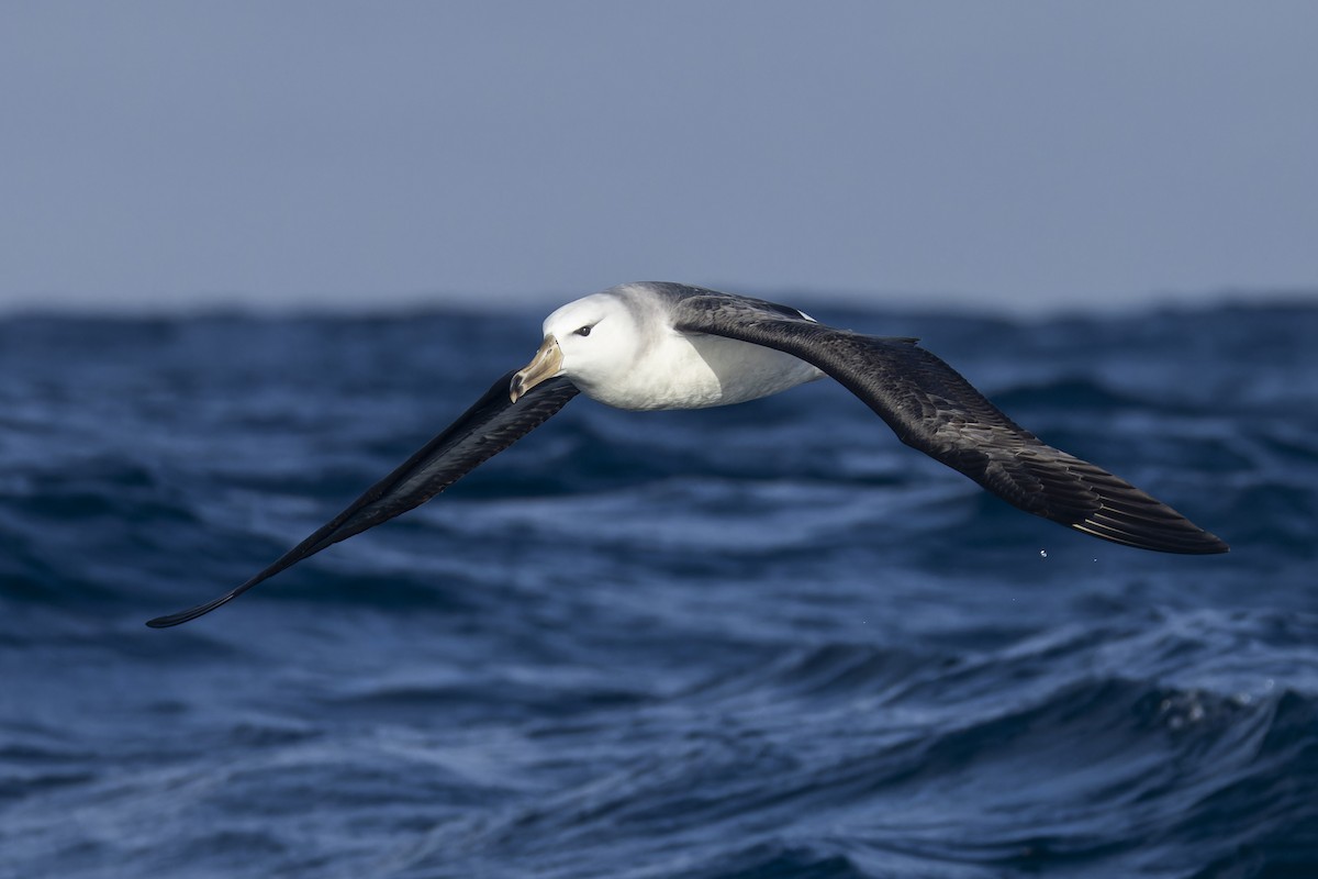 Albatros bekainduna (melanophris) - ML620768901