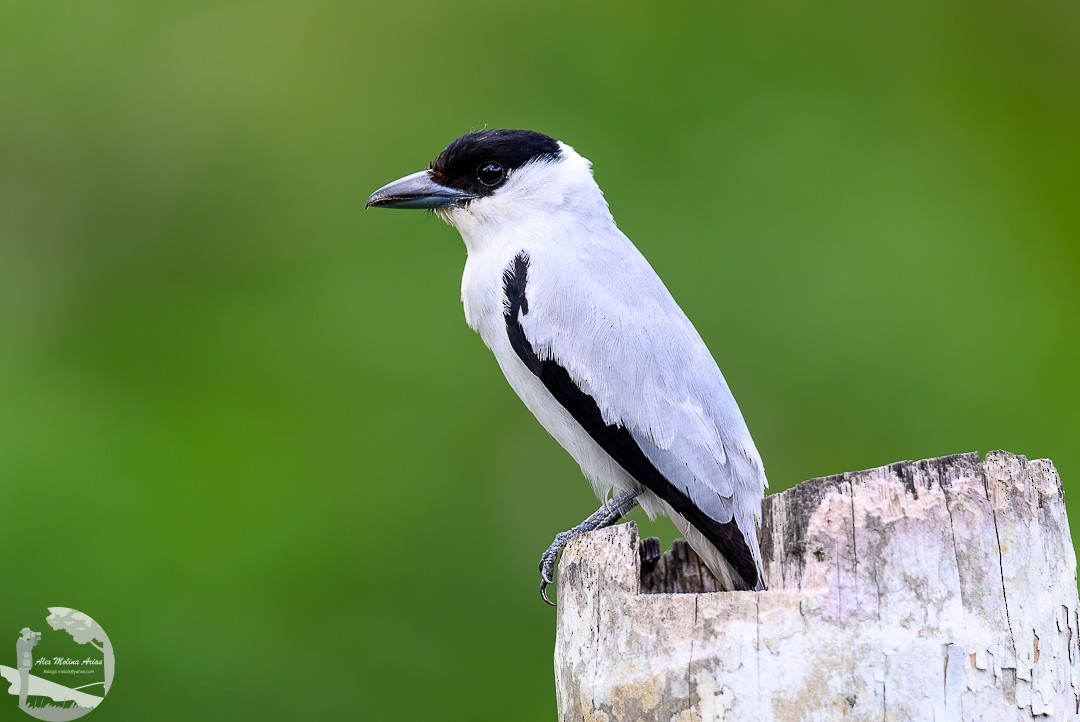 Black-crowned Tityra - ML620768907