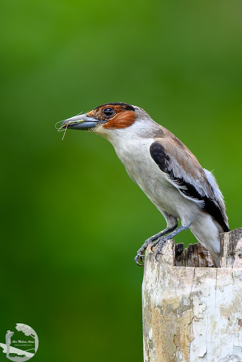 Black-crowned Tityra - ML620768908