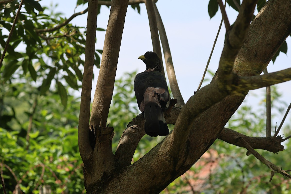 Eastern Plantain-eater - Michele Burnat